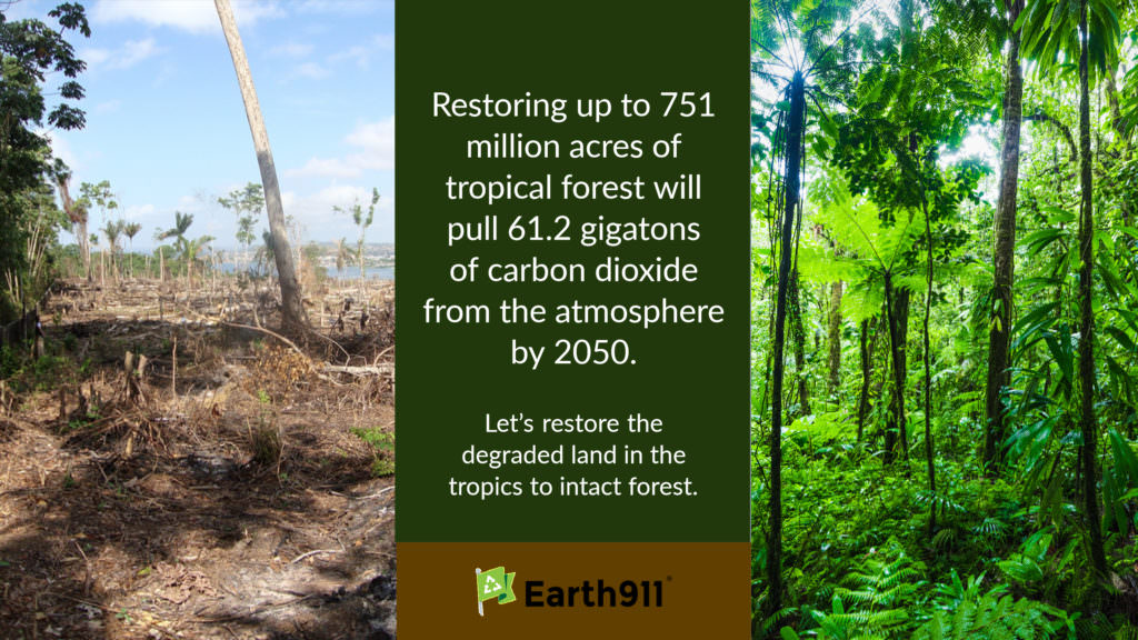 We Earthlings: Let’s Restore the Forests To Remove CO2 From the Atmosphere