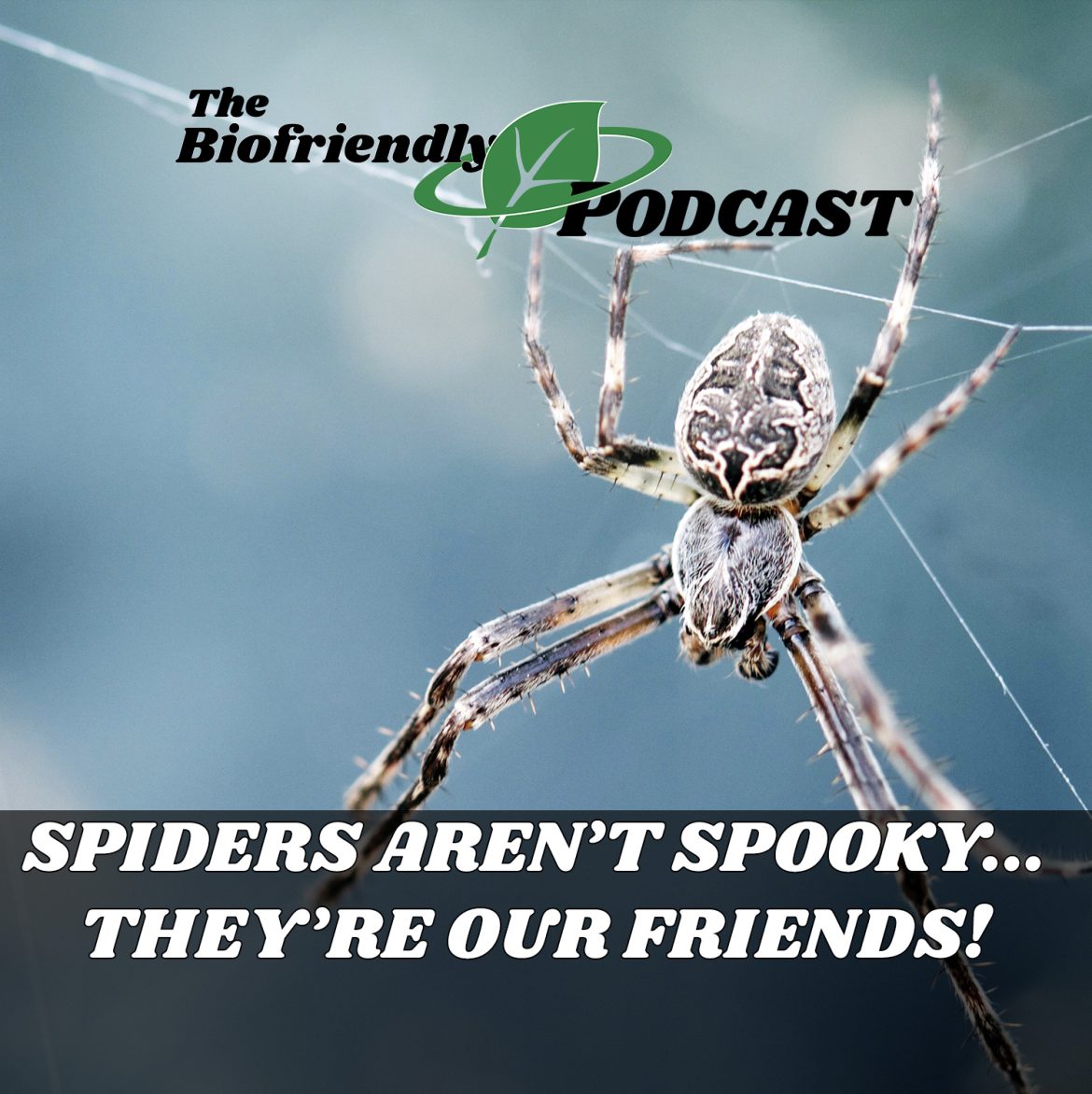 Spiders Aren’t Spooky… They’re Our Friends!