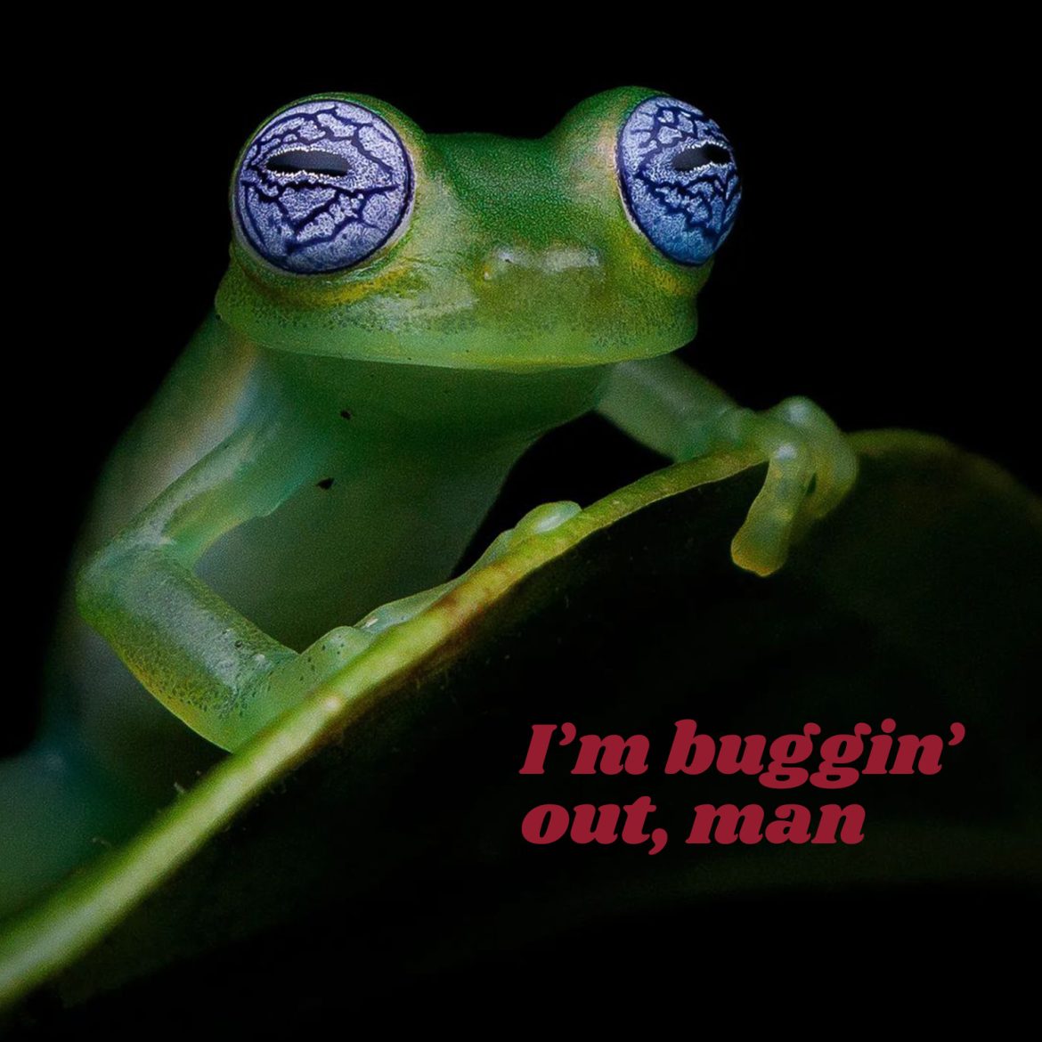 I’m buggin’ out, man