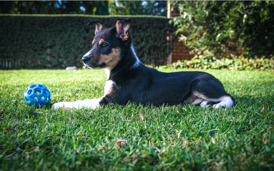 The Ideal Artificial Grass For Dogs