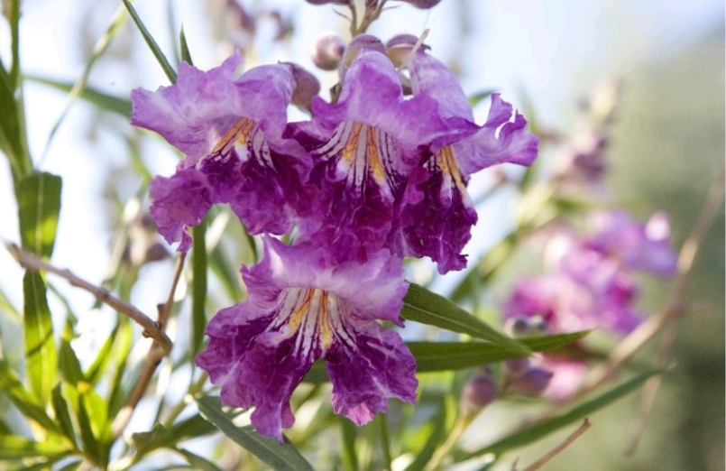Caring for Desert Willow Trees in New Mexico: How To Find An Arborist
