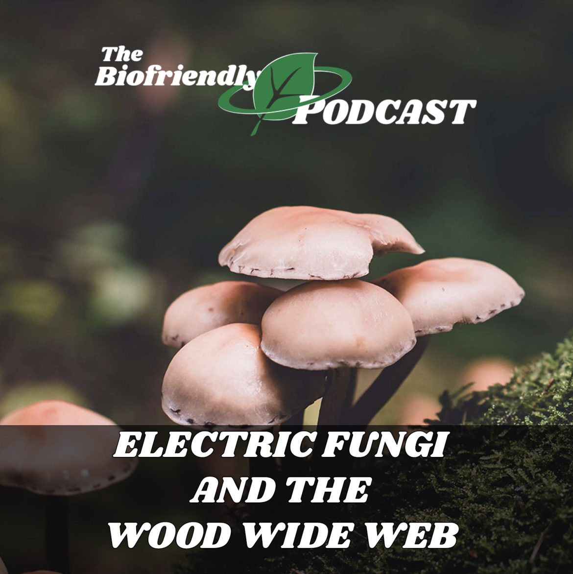 Electric Fungi and the Wood Wide Web
