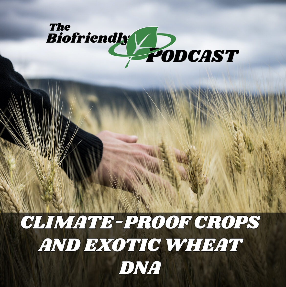 Climate-Proof Crops and Exotic Wheat DNA