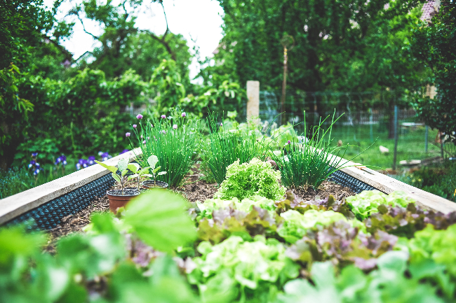 Growing Your Own Oasis: A Guide to Creating an Organic Garden