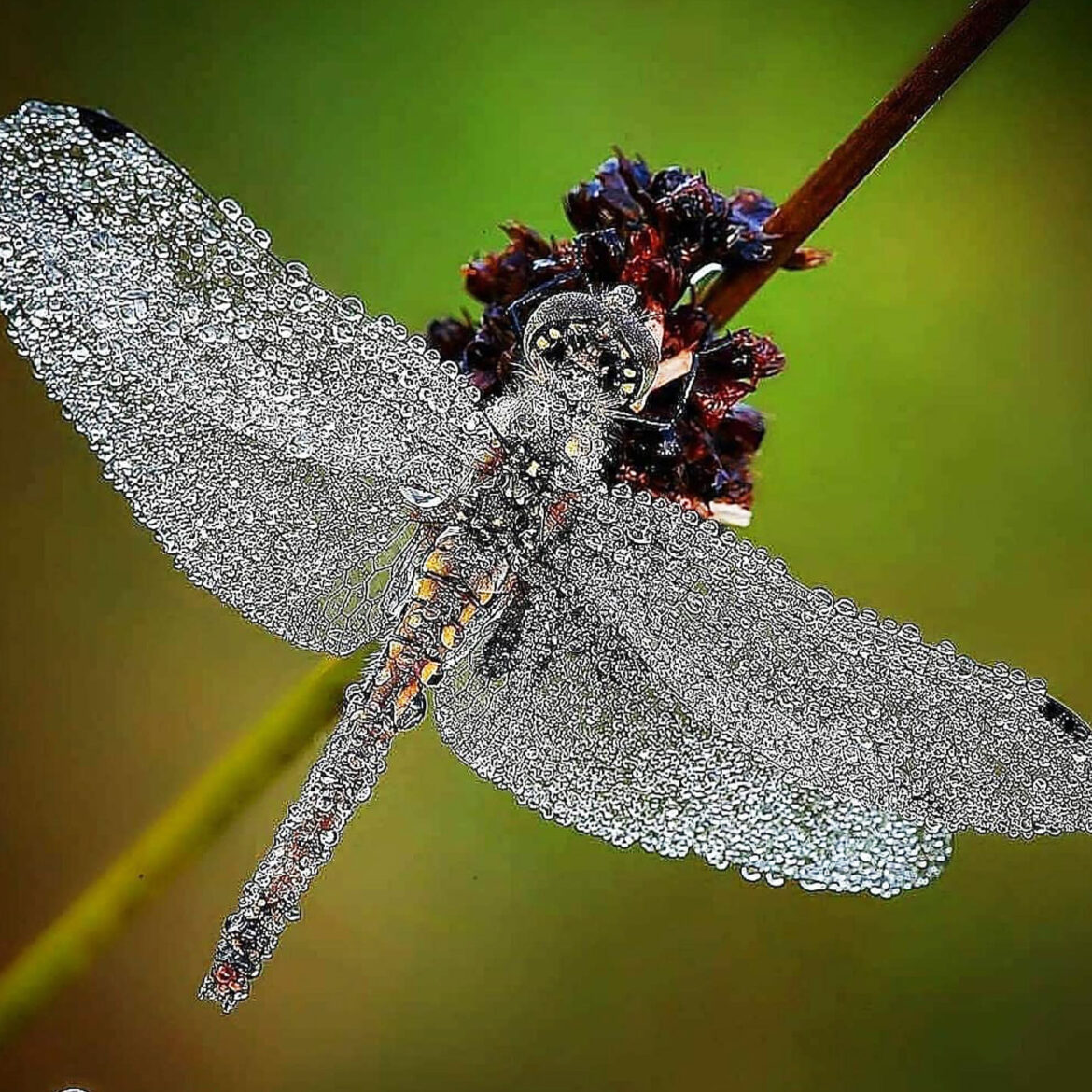 Dewdrop dragonfly