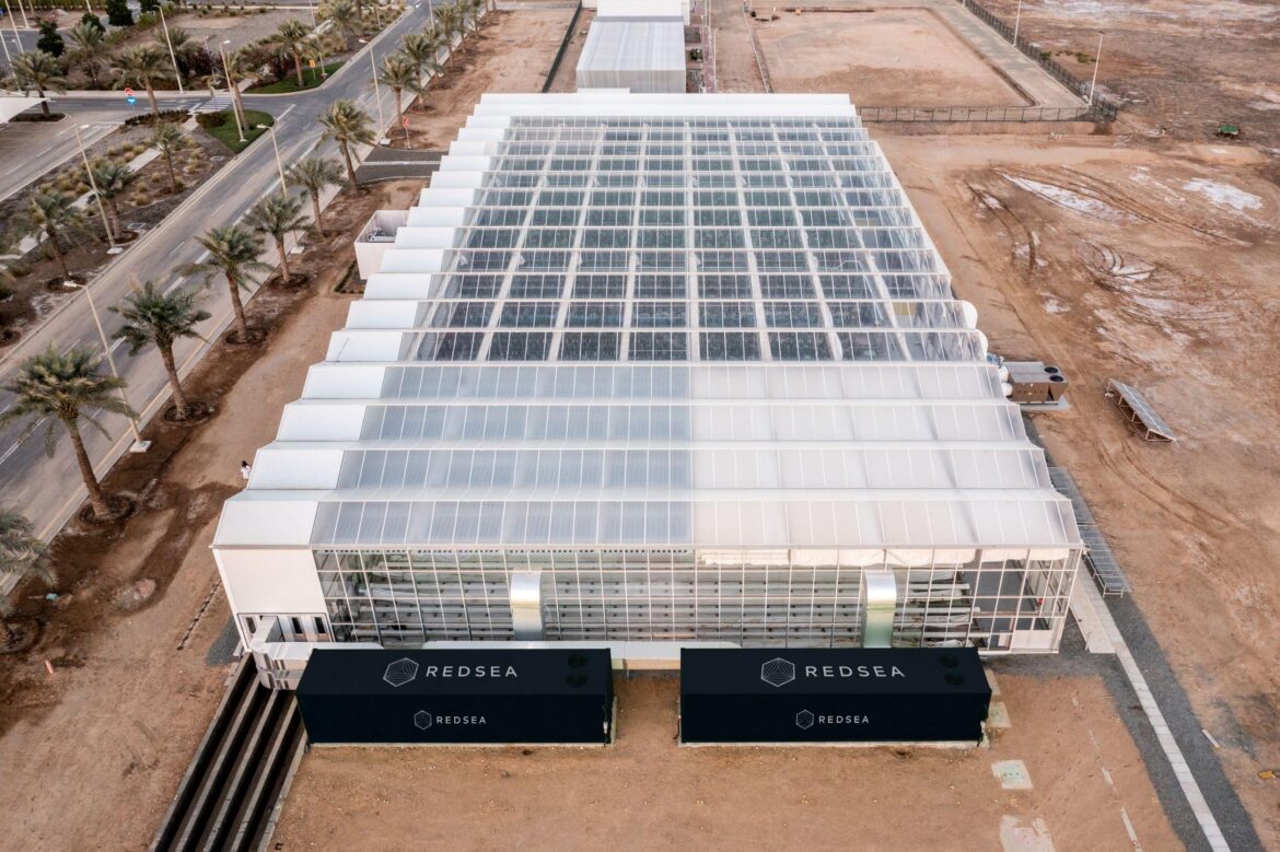 RedSea Farms scales out of the Saudi desert as tech company RedSea hydroponics tech