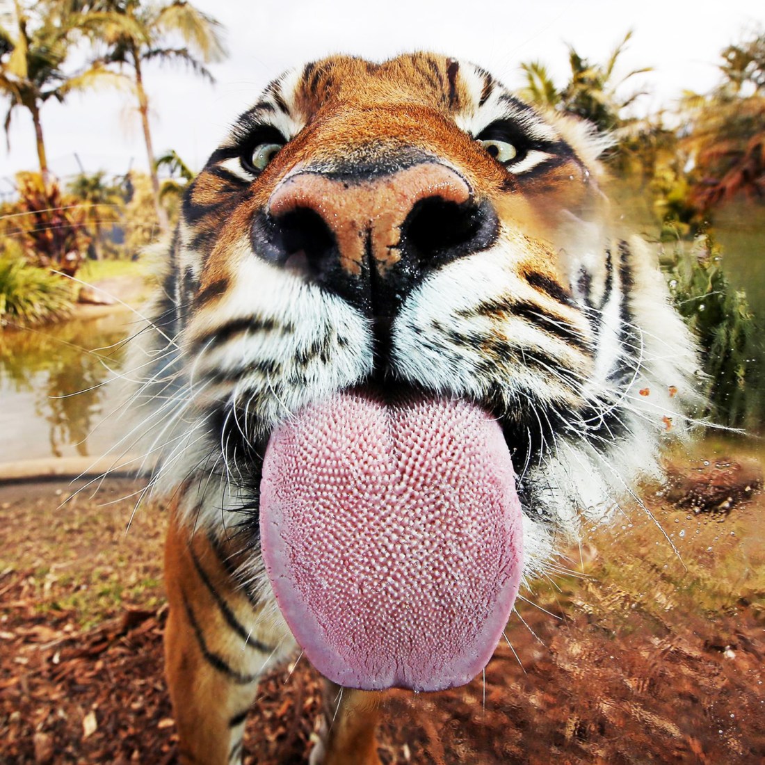Tiger tongue