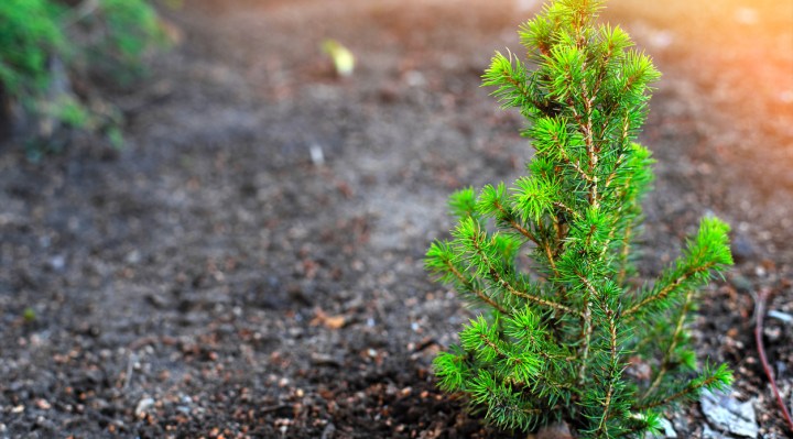 Forestry Solutions for Reforestation Purposes
