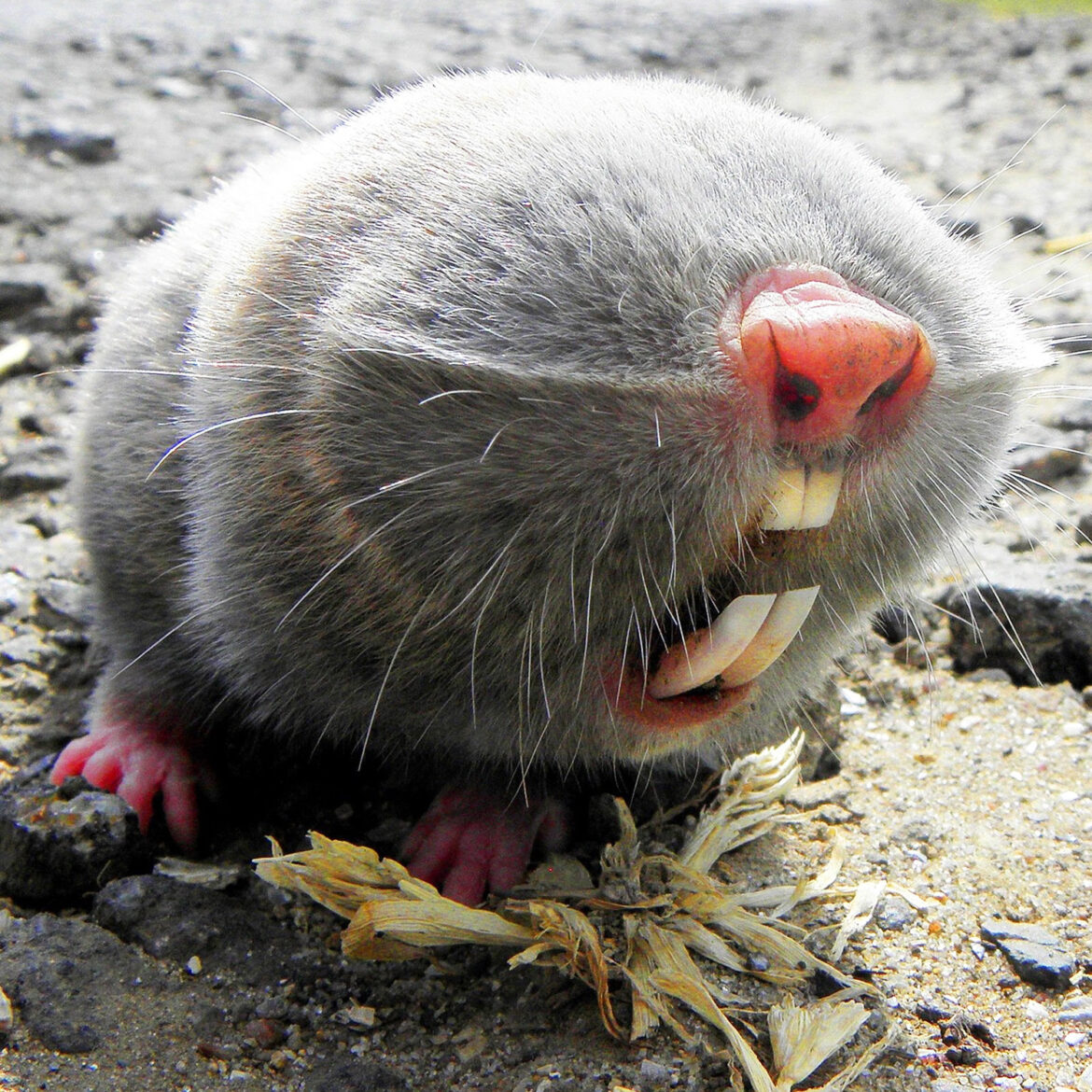 Lesser blind mole-rat