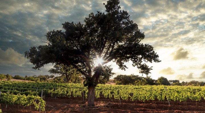 What Does the Term “Sustainable Wine” Mean and Why Does It Matter?