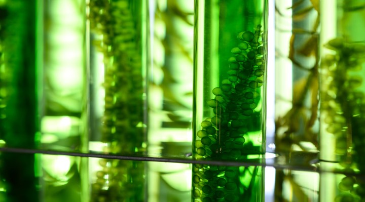 Why Algae Doesn’t Work As a Biofuel