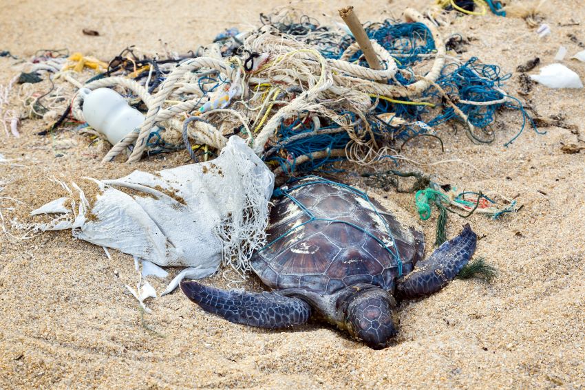 Is Your Plastic Straw Killing Sea Turtles?