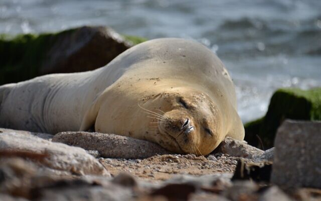 Mediterranean monk seal stops over in Jaffa’s Slope Park