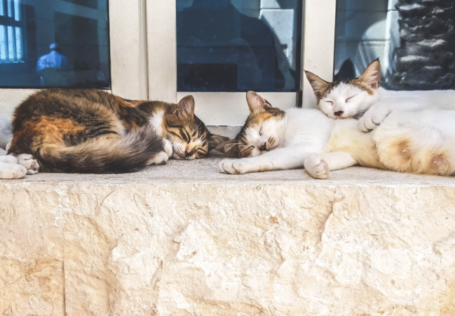 Stray cats in Tel Aviv get help from Hapishpesh