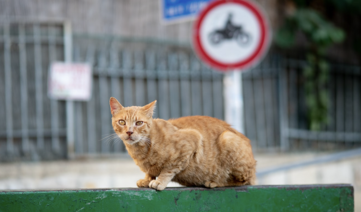 Tel Aviv Guide to Strays in Need