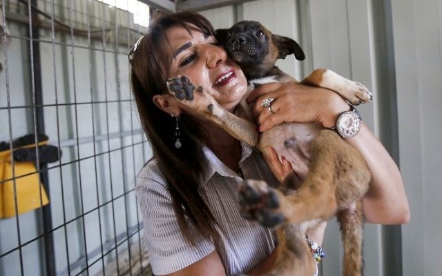 The stray dogs, cats and donkeys of Bethlehem