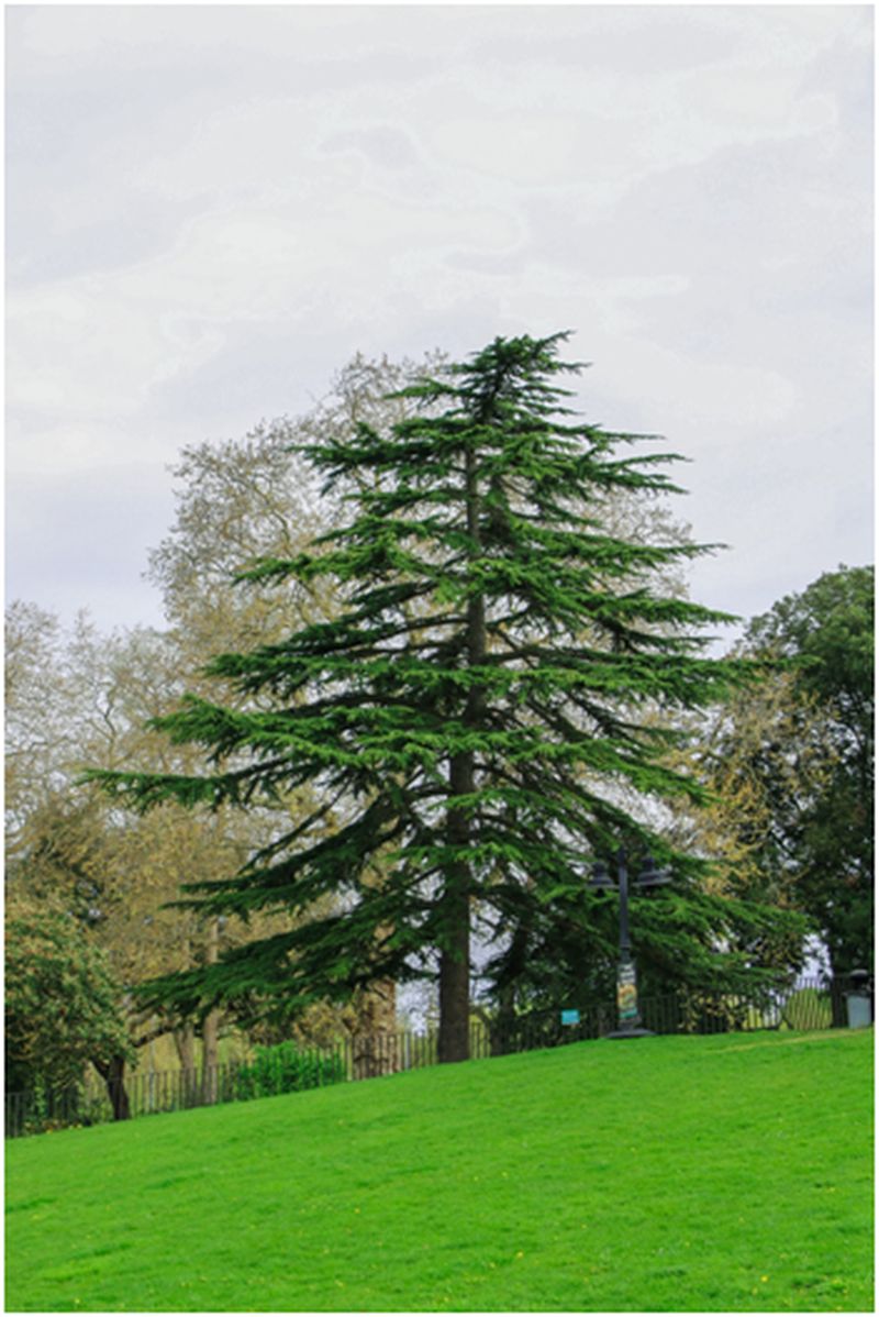 Tree Services and Urban Sustainability: How Proper Tree Care Benefits the Environment