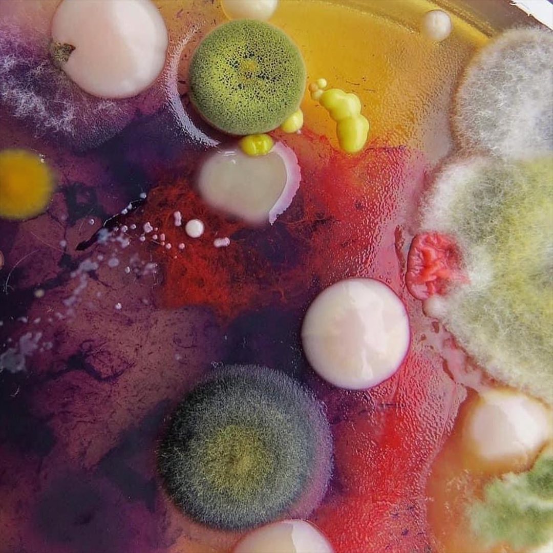 Bacteria art in a petri dish