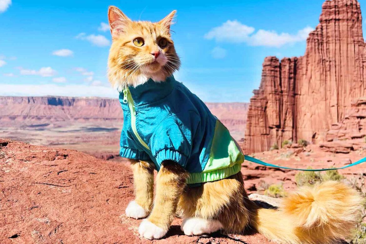 Embracing the Sun: Summer Activities for Your Adventure Cat
