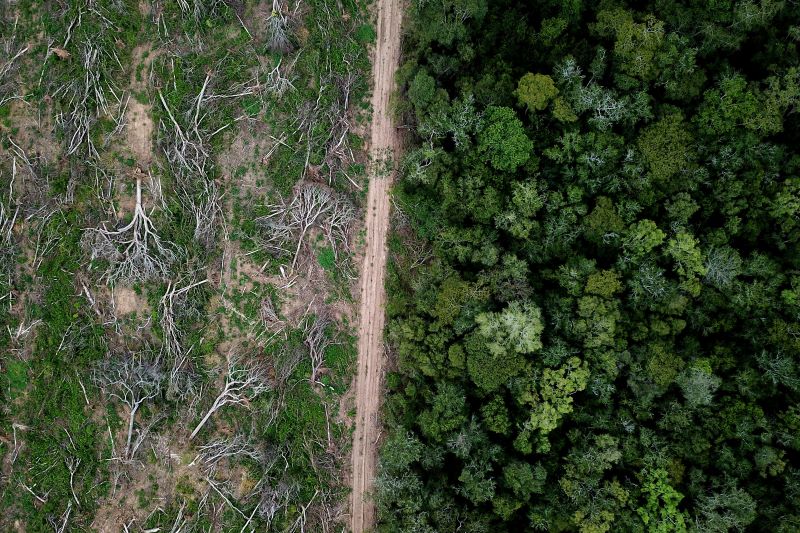 Europe’s Law Will Protect Forests. Can It Help You Do the Same?