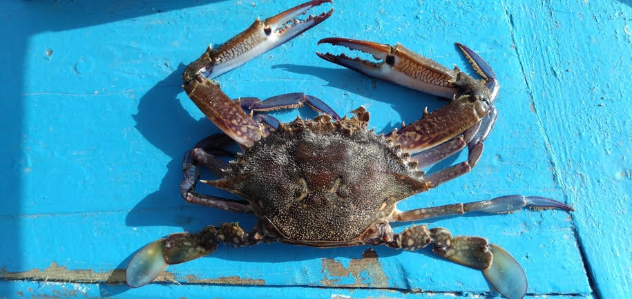 Blue crabs invading Italy; can Slow Food solve the problem?