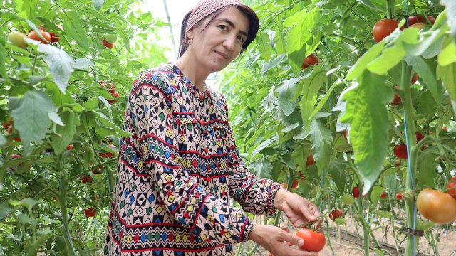 Drip irrigation greenhouses in Uzbekistan