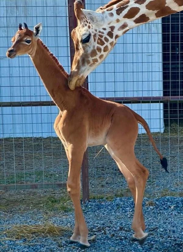 Rare giraffe born without spots in Tennessee