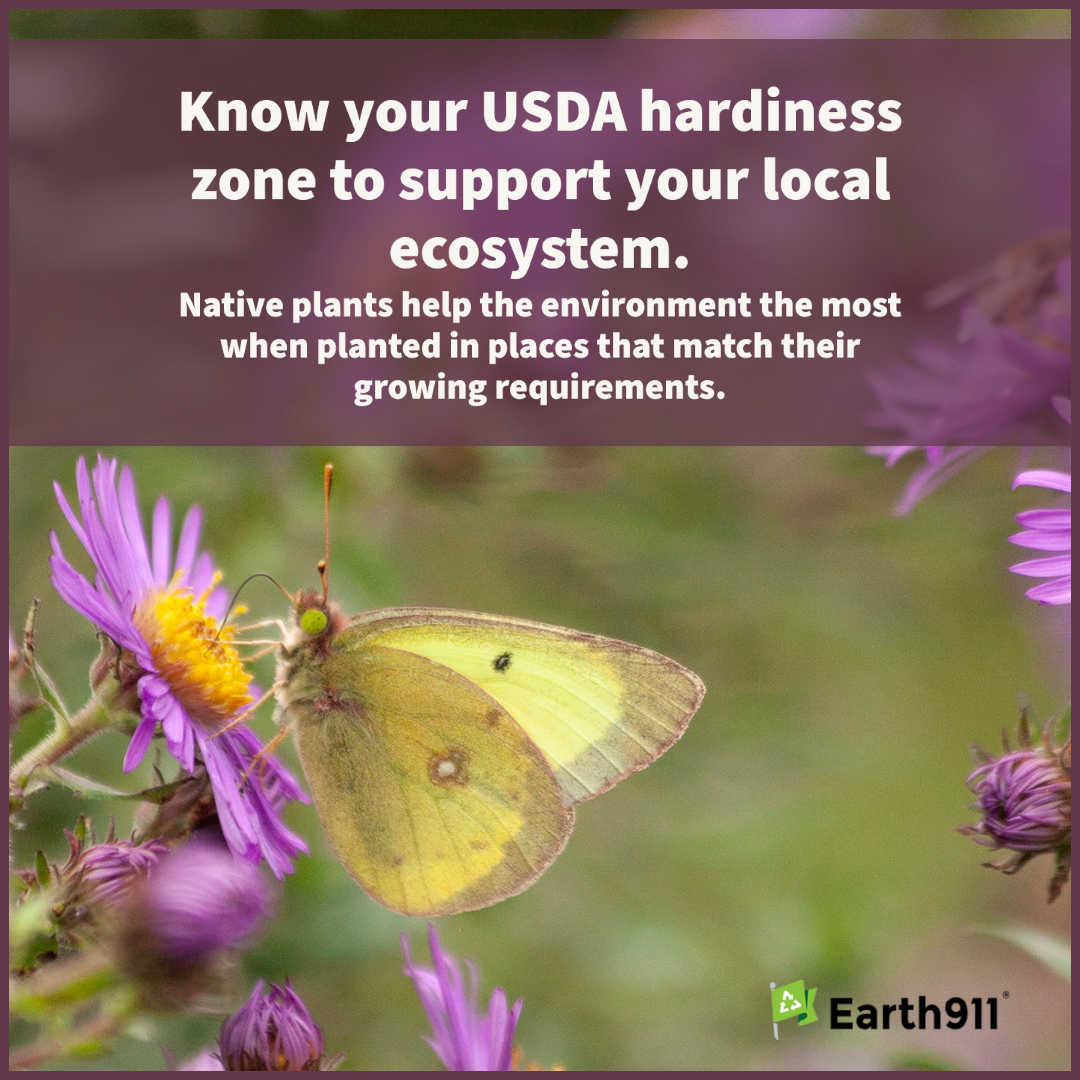 We Earthlings: Native Plants Support Local Ecosystems