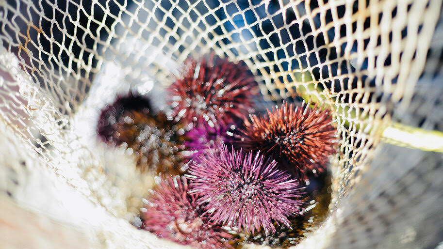 Can sea urchin farming restore balance and food diversity in Europe?