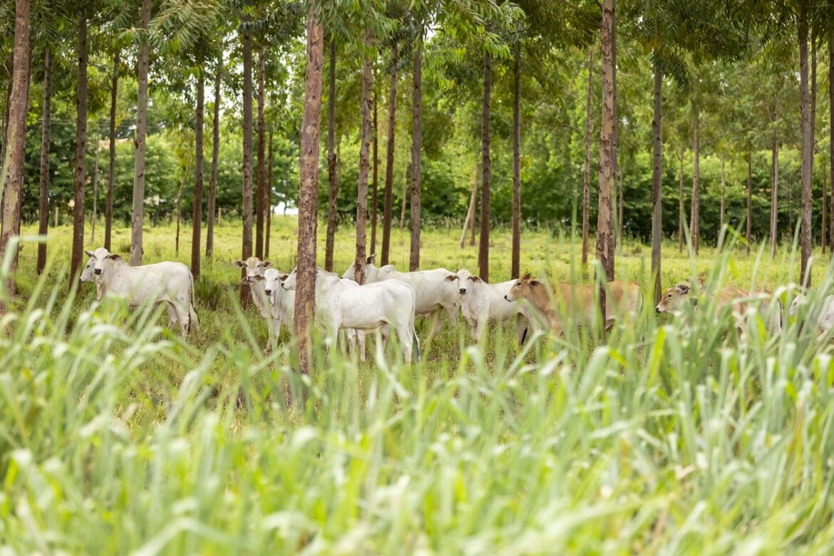 What Role Does Agroforestry Play in Sustainable Farming Practices?