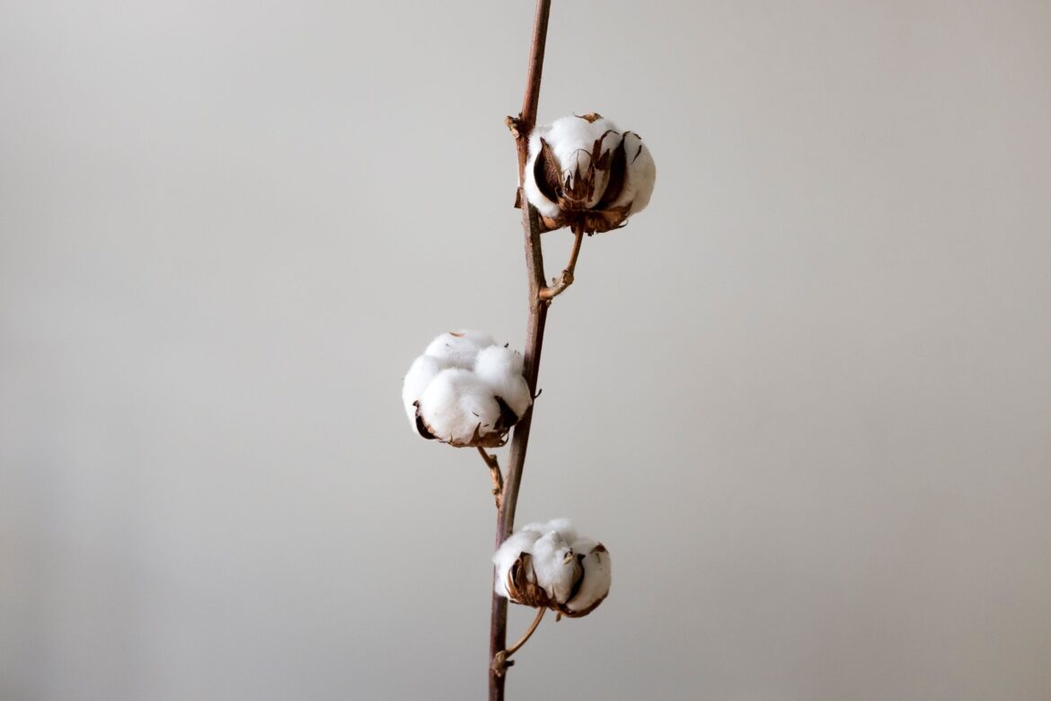 Is Organic Cotton Better?