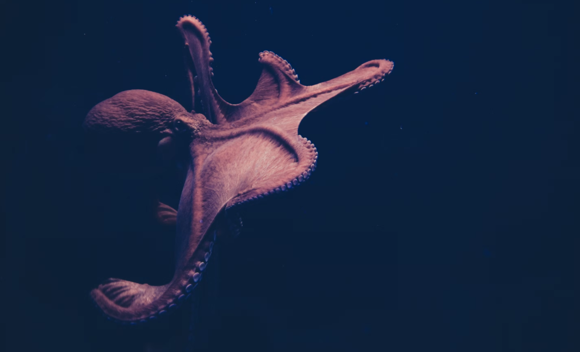 Is keeping a pet octopus cruel?