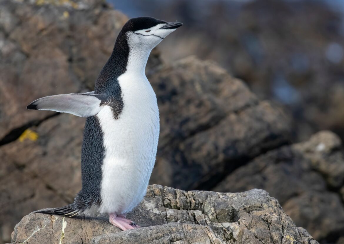 Penguins survive on thousands of microsleeps