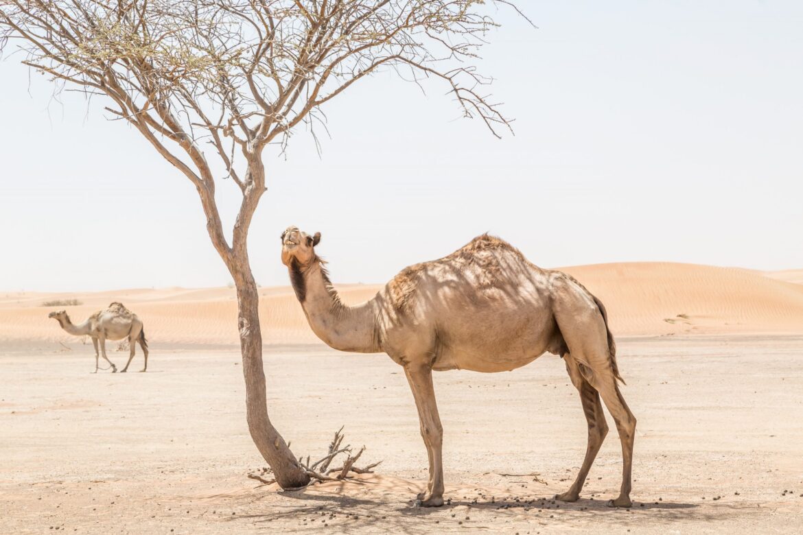 All about camels and camelids