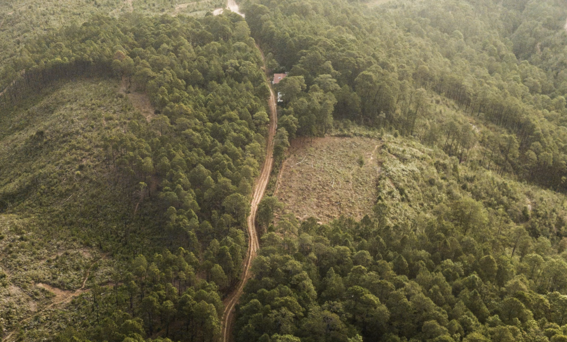 Amazon deforestation is killing the lungs of the earth