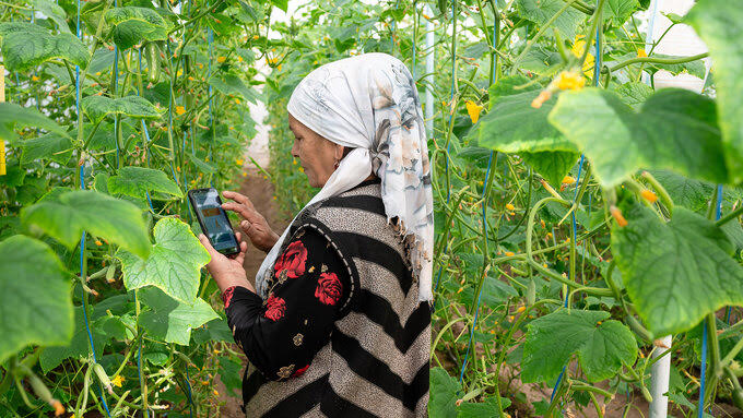 Uzbek greenhouses go digital