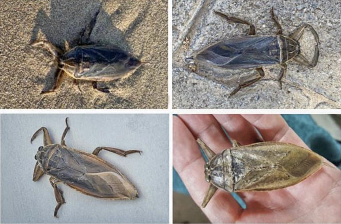 Giant water bug makes its way to Cyprus