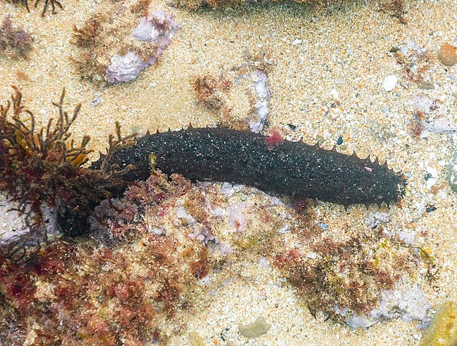 Sea cucumbers are janitors of the sea