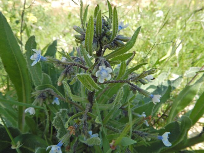 Wild Herbs of the Mediterranean Spring: Prickly Alkanet