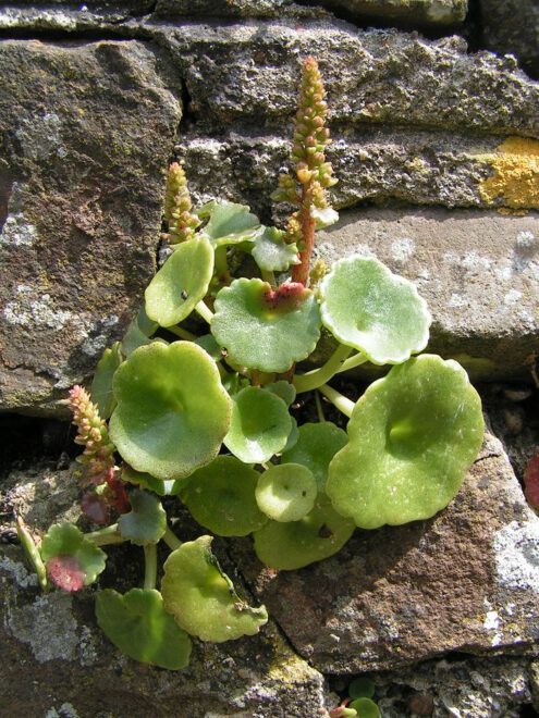 Wild Herbs of the Mediterranean Winter: Navelwort, AKA Pennywort