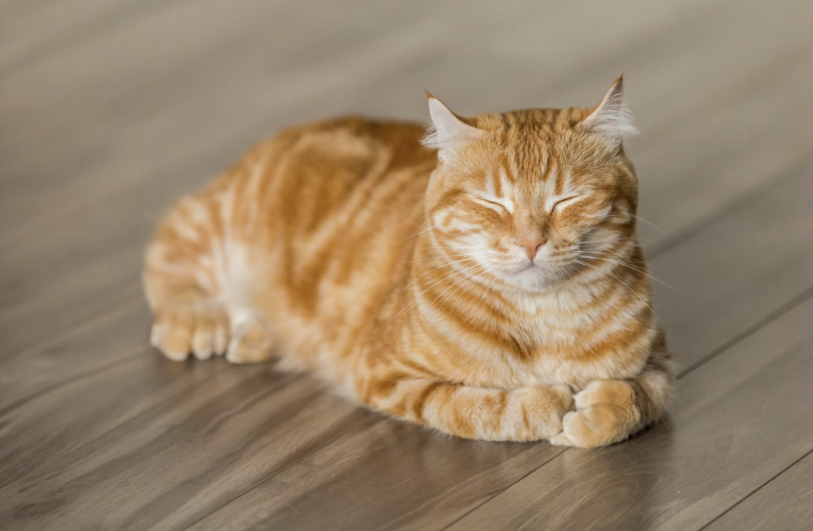 Cats and Chronic Illness: How Felines Can Help Manage Conditions like Arthritis and Diabetes