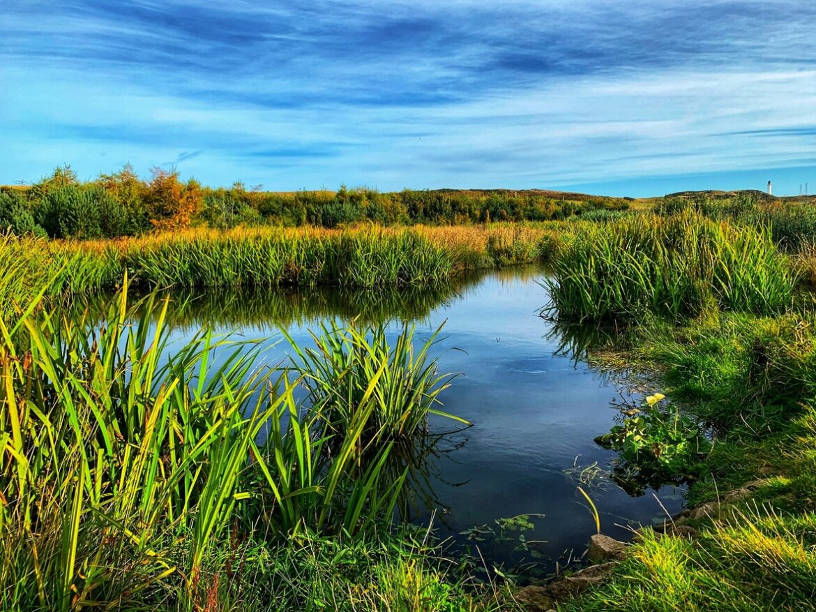 The Role of Swamps and Wetlands in Flood Control