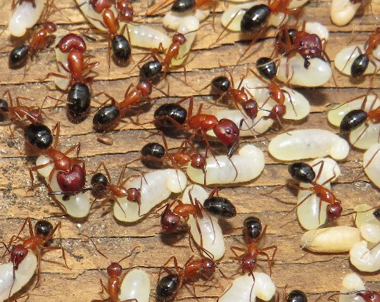 Ants can perform life-saving amputations