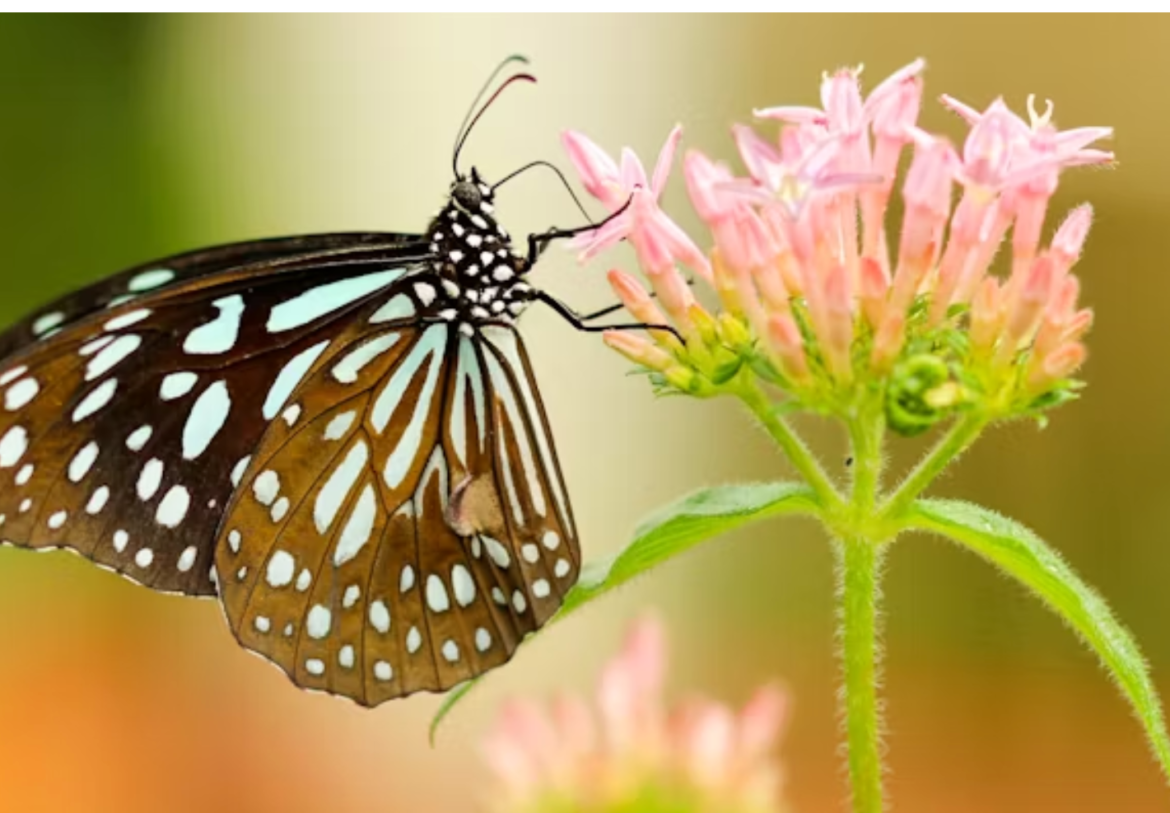 Butterflies and moths use electricity power to pollinate