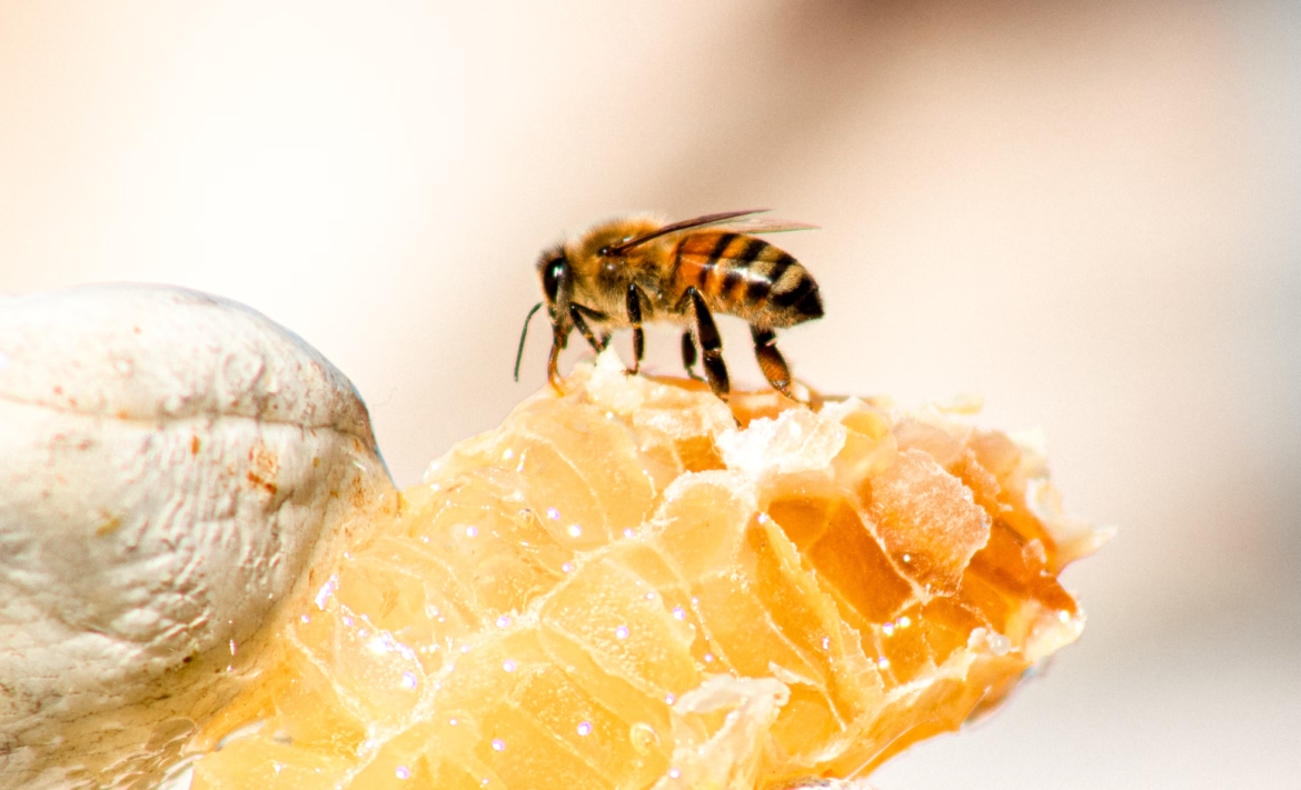 Is eating honeycomb good for you?