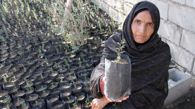 Reforestation in Iran revives traditional food and creates jobs