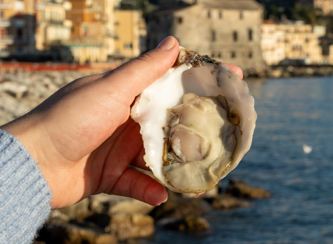 The ocean is too loud for baby oysters