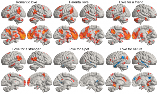 A map of where love lives in your brain