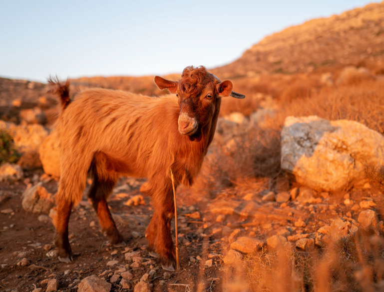 Goat and sheep plague threatens Greek meat industry