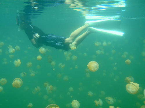 Invasive jellyfish aren’t just drifting in chaos